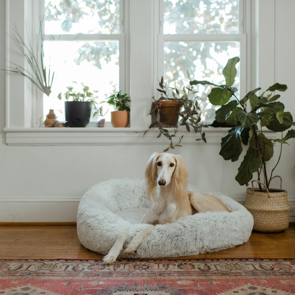 Cloud Donut Bed
