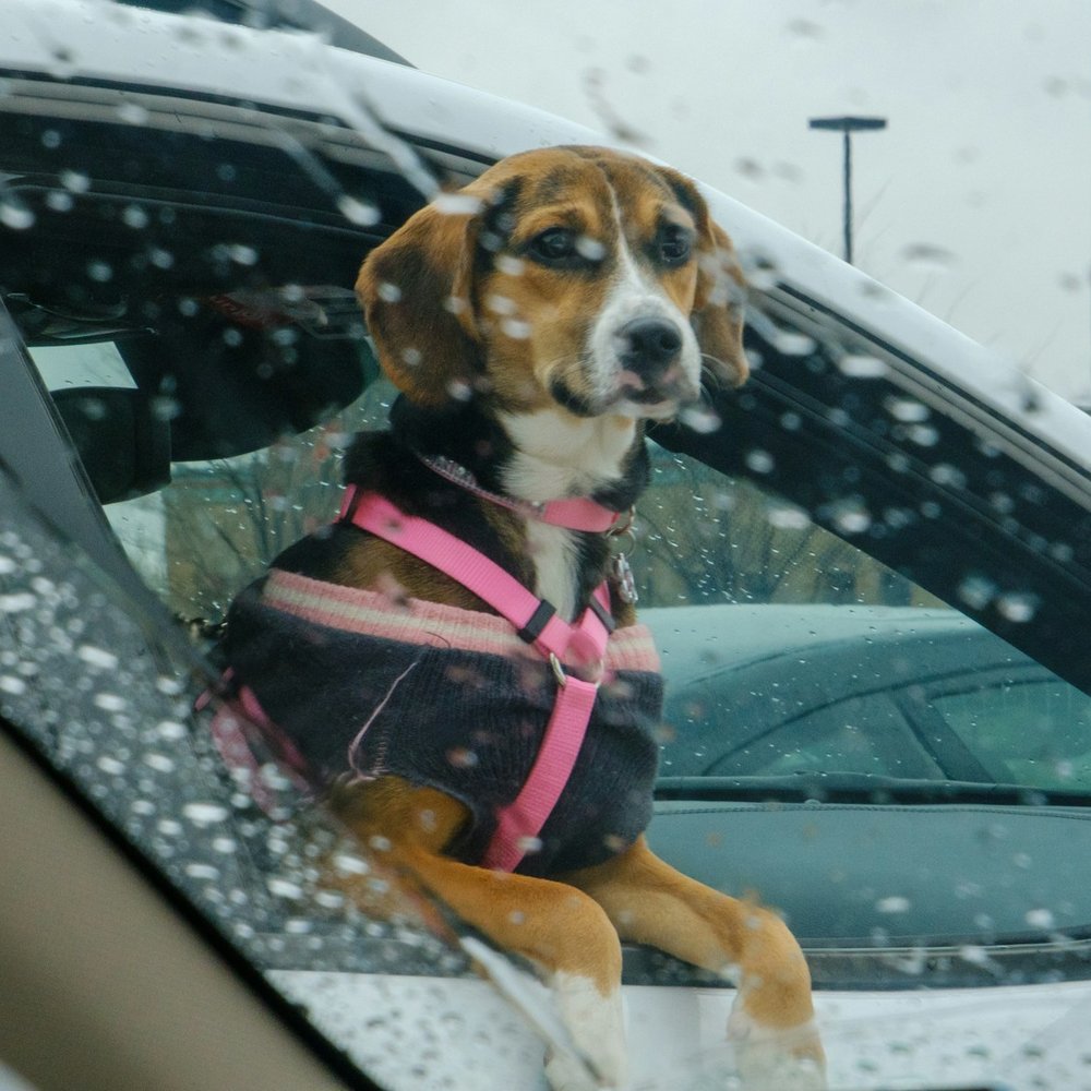 Road Trip Safety Harness