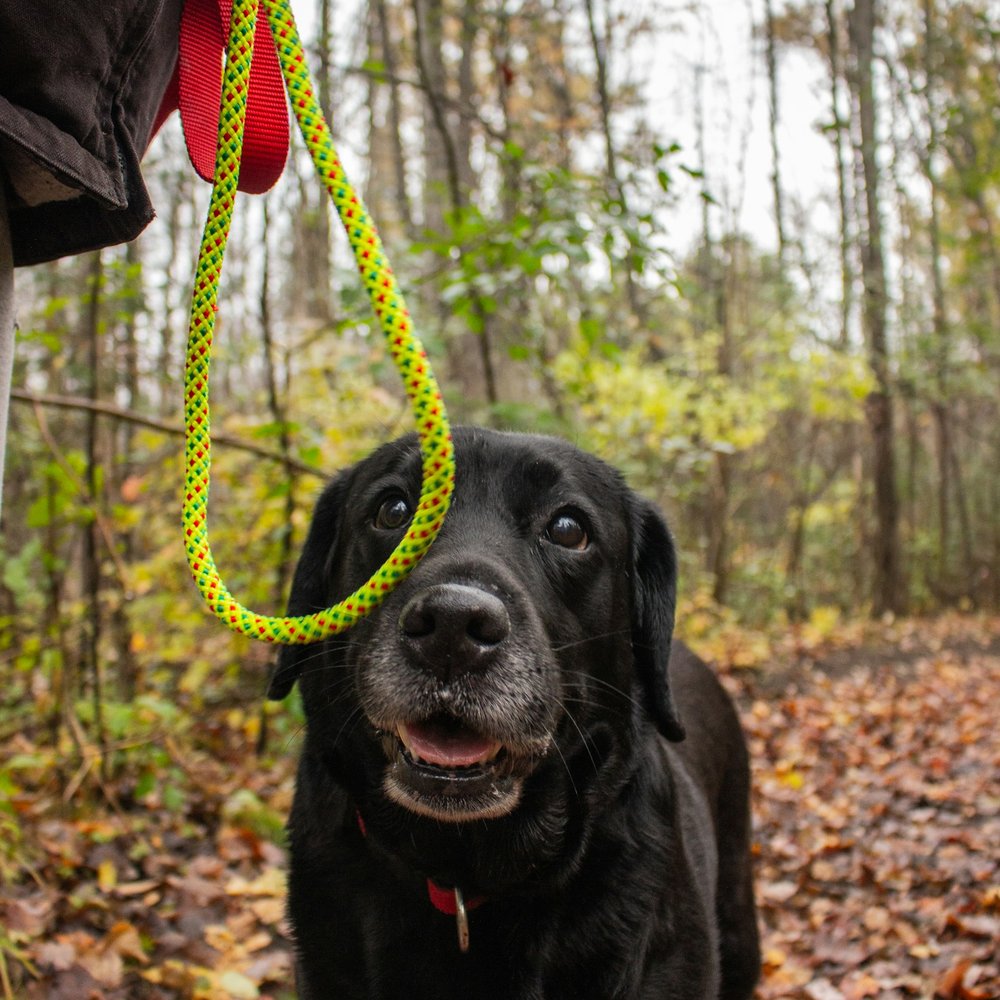 Rope Lead