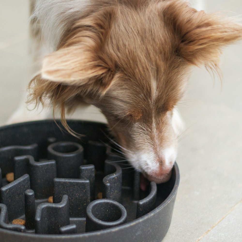 Slow Feeder Bowl