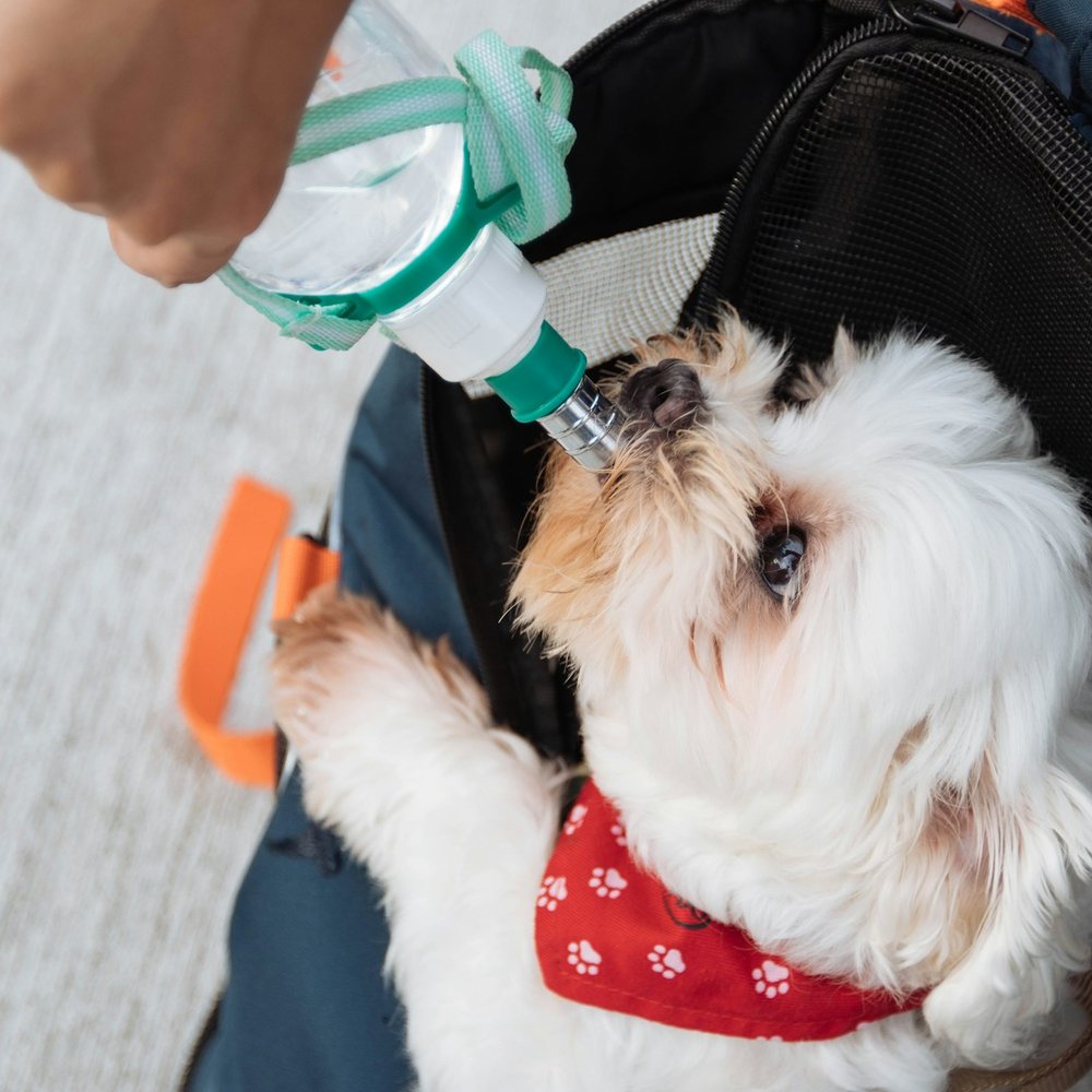 Travel Water Bottle