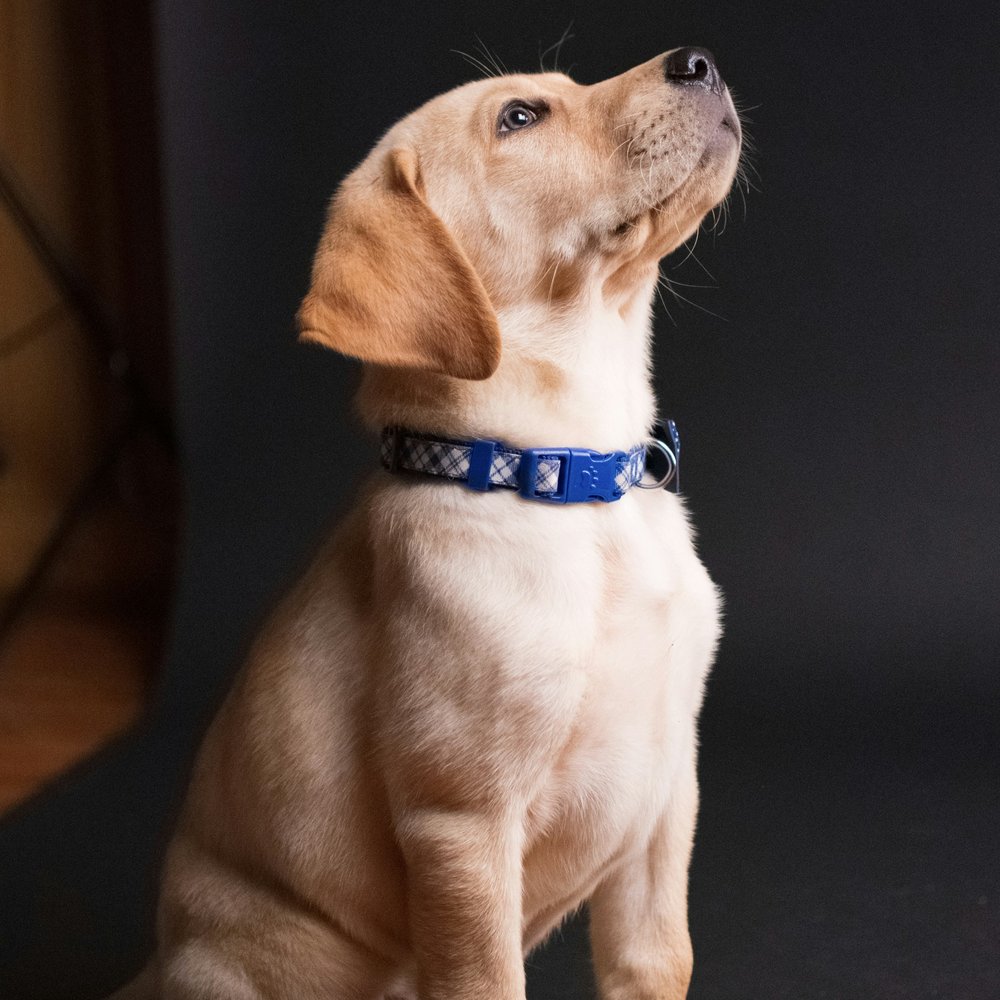 Shoreline Collar